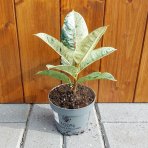 Fikus kaučukový (Ficus elastica) ´SHIVEREANA´ - výška 10-15 cm, kont. C1L
